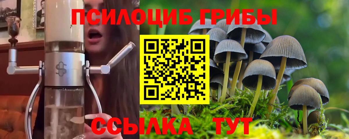 Псилоцибиновые грибы Psilocybe Дагестанские Огни